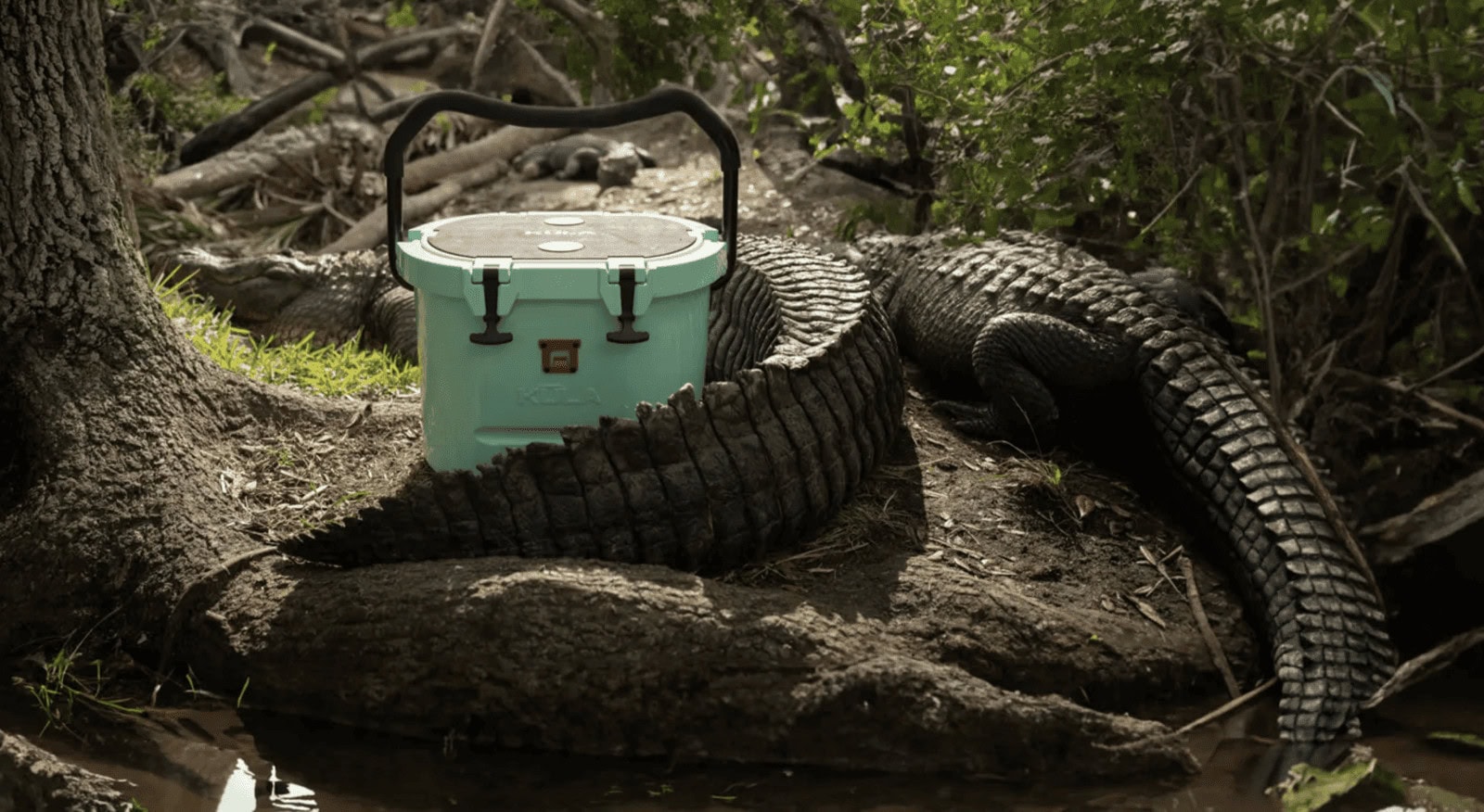 A cooler placed on the forest ground, with a large alligator coiled around it, blending into the natural environment amid trees and muddy terrain.