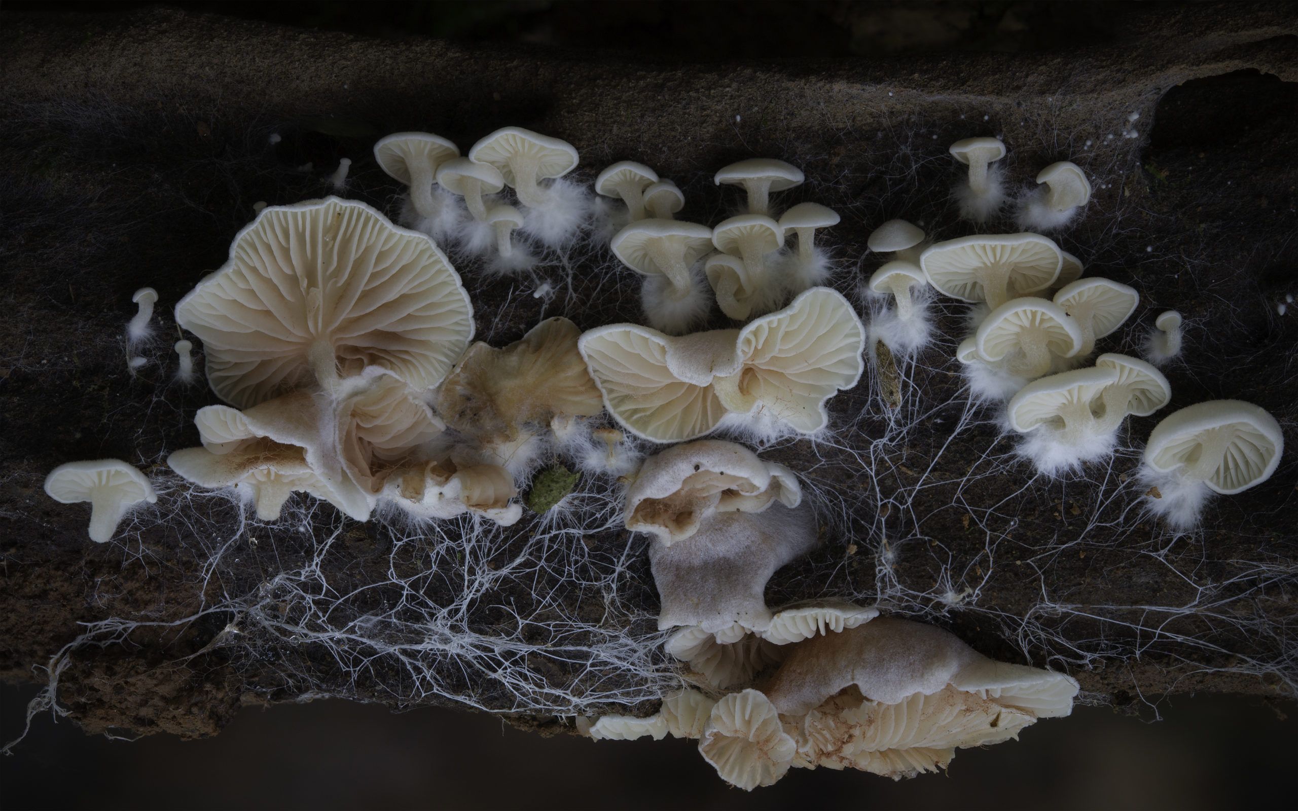 Magic Mushrooms: The Many Uses of Fungi￼